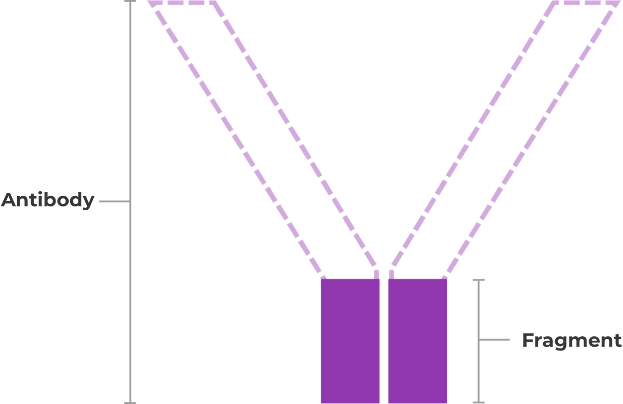 Image of the fragment with ‘Antibody’ and ‘Fragment’ tags