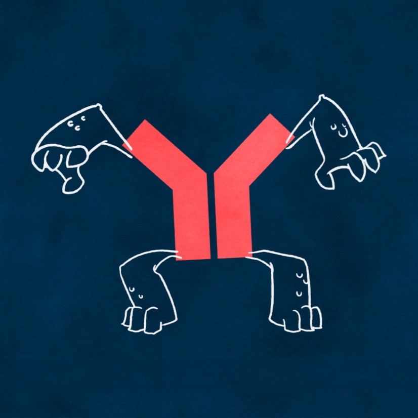 Harmful acetylcholine receptor antibody.