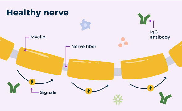 In a healthy nervous system, nerve cells send information to and from the brain efficiently.